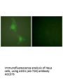 Anti-ADD1 (Ab-726) Antibody