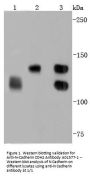 Anti-N-Cadherin-2 CDH2 CD325-Antibody