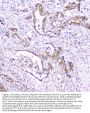 Anti-CDA Antibody Picoband®
