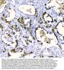 Anti-CDA Antibody Picoband®