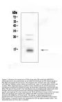 Anti-CDA Antibody Picoband®