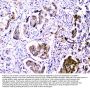 Anti-CDA Antibody Picoband®