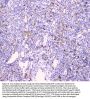 Anti-CDA Antibody Picoband®