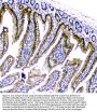 Anti-CDA Antibody Picoband®