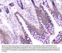 Anti-CDA Antibody Picoband®
