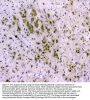 Anti-CDA Antibody Picoband®