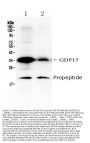 Anti-GDF15 Antibody Picoband®