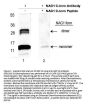 Anti-Nag-1 GDF15 Antibody Peroxidase Conjugated