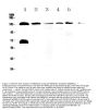 Anti-NEDD4-2/NEDD4L Antibody Picoband®