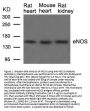 Anti-eNOS (Ab-1177) NOS3 Antibody