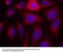 Anti-eNOS (Ab-1177) NOS3 Antibody