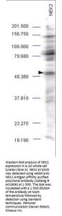 Anti-NEK2 Antibody