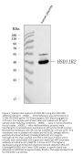 Anti-HSD11B2 Antibody Picoband®