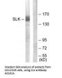 Anti-SLK Antibody