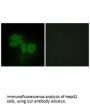 Anti-SLK Antibody