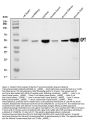 Anti-Alanine Transaminase/Gpt Antibody Picoband®