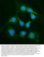 Anti-Alanine Transaminase/Gpt Antibody Picoband®