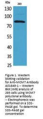 Anti-MCM7 Antibody
