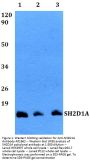 Anti-SH2D1A Antibody