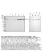 Anti-GRB10 Antibody Picoband®