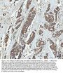 Anti-GRB10 Antibody Picoband®