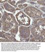 Anti-GRB10 Antibody Picoband®