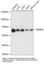 Anti-SREBF2 Antibody