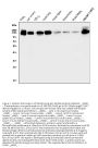 Anti-CD146/Mcam Antibody Picoband®