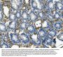 Anti-CD146/Mcam Antibody Picoband®