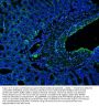 Anti-CD146/Mcam Antibody Picoband®