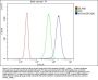 Anti-CD146/Mcam Antibody Picoband®