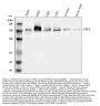 Anti-PRX Antibody Picoband®