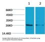 Anti-14-3-3 epsilon YWHAE Antibody