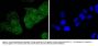 Anti-14-3-3 epsilon YWHAE Antibody