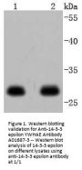 Anti-14-3-3 epsilon YWHAE Antibody