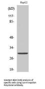 Anti-14-3-3 epsilon YWHAE Antibody