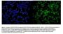 Anti-MCPIP1/ZC3H12A Antibody Picoband®