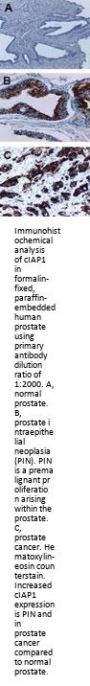 Anti-cIAP-1/HIAP-2 BIRC2 Antibody