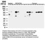 Anti-cIAP-1/HIAP-2 BIRC2 Antibody
