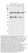 Anti-E3 SUMO-protein ligase PIAS1 PIAS1 Antibody Picoband®