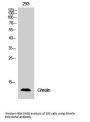 Anti-Ghrelin GHRL Antibody