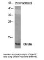 Anti-Ghrelin GHRL Antibody