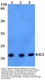 Anti-RAC2 Antibody