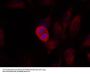 Anti-SEK1/MKK4 (Ab-261) MAP2K4 Antibody