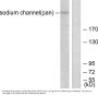 Anti-Sodium Channel-pan SCN1A Antibody