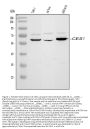 Anti-Liver Carboxylesterase 1/CES1 Antibody Picoband®