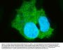 Anti-Liver Carboxylesterase 1/CES1 Antibody Picoband®