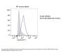 Anti-Cyclin D3 Ccnd3 Antibody