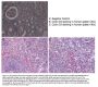 Anti-Cyclin D3 Ccnd3 Antibody
