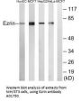 Anti-Ezrin Antibody